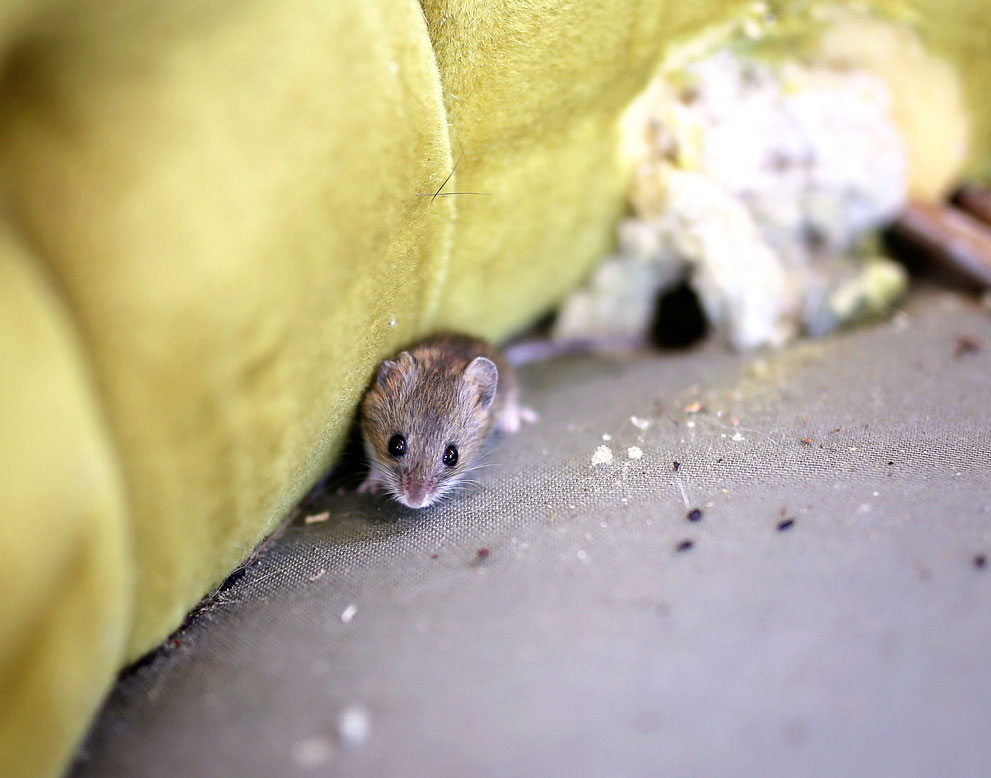 Describe your image here