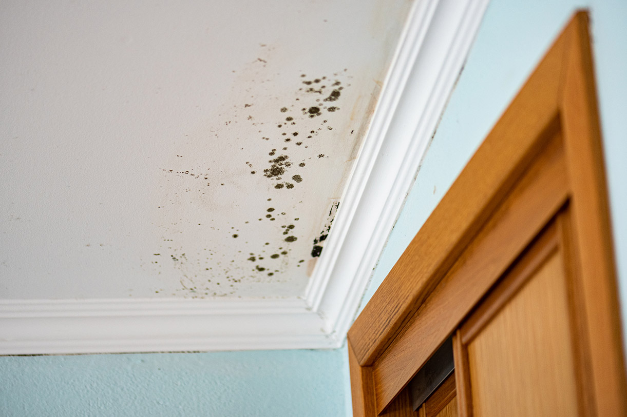 Describe your image here