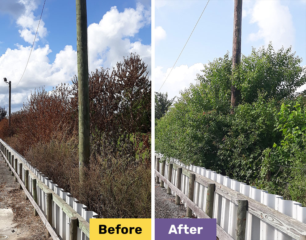 Describe your image here